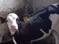 सांड, Simmental cattle — फ़ोटो 3