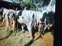 Bulle, Russian Black pied cattle — Foto 4