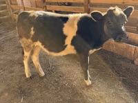 母牛, Belgian Blue — 照片 5