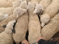 كبش, الأغنام — الصورة 2