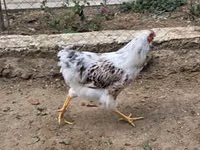 وياندوت — الصورة 1