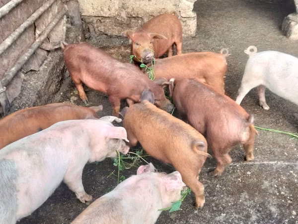 Verrat, Porcs