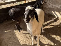كبش, Blackheaded Persian sheep — الصورة 3