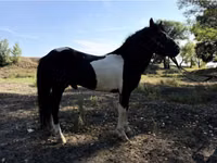 Pferde (Partie, Geschlecht nicht angegeben), American shetland pony — Foto 3