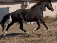 Cheval, Chevaux — photo 3