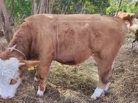 Bull, Simmental cattle — photo 3