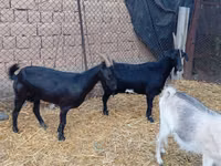 Boucs, Saanen goat — photo 1