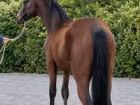 公马, Horses — 照片 4