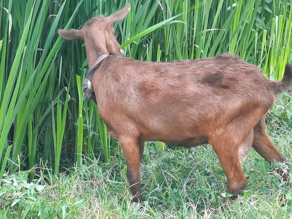 Goats (batch, sex not specified), Murcia-Granada goats