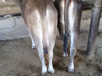 Taureau, Swiss cattle — photo 2