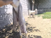 تيس, Gulabi goats — الصورة 3