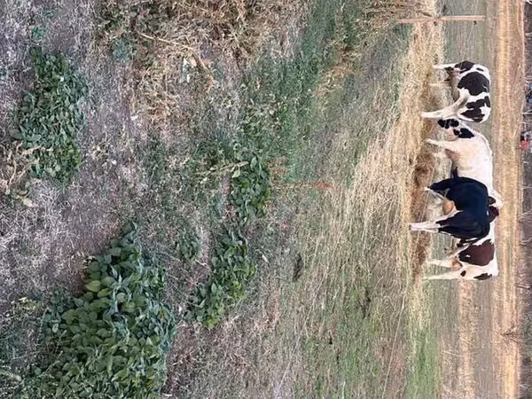 Vache, Bovins