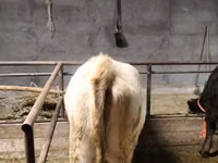 Schaf, Dala sheep — Foto 2