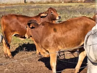 牛只（批次，未指定性别）, Cattle — 照片 1