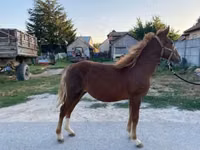 Jument, Chevaux — photo 3