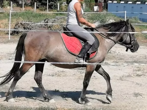 Yegua, Polish pony
