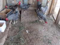 Slovenian Barred Hen — photo 7