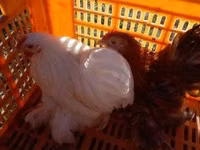 Pékin Bantam — photo 2