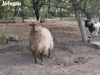 Widder, Racka sheep — Foto 2