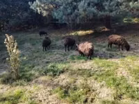 Brebis, Ouessant sheep — photo 8
