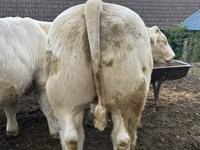 Taureau, Charolais cattle — photo 2