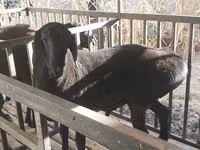 Widder, Aland sheep — Foto 2