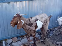 Chèvre, Beetal goats — photo 1
