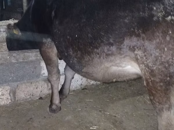 Vache, Race Alatauskaya