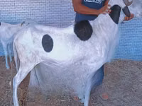 Bélier, Moutons — photo 2