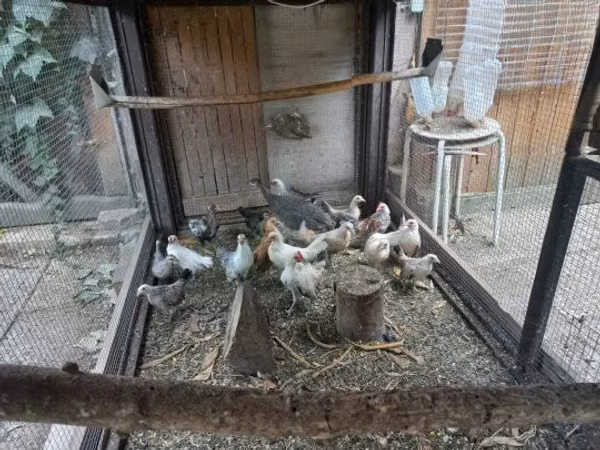 بانتام هولندي