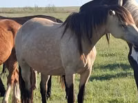 Caballo, Caballos — foto 5