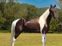 حصان, Tennessee Walking Horse — الصورة 3