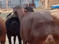 نعجة, Hissar sheep — الصورة 3