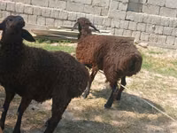 绵羊（批次，未指定性别）, Jaidara sheep — 照片 3