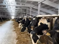 Vache, Race Holstein — photo 5