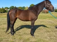 母马, Horses — 照片 2