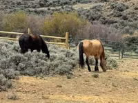 घोड़ी, National Show Horse — फ़ोटो 6