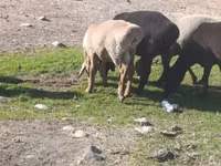 母羊, Tian-Shan semifinewool sheep — 照片 8