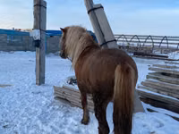 公马, Yakutian horse — 照片 1