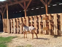Widder, Edilbay sheep — Foto 2