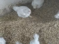 Chickens — photo 2