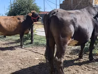 Vache, Russian Black pied cattle — photo 1