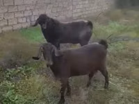 Cabra, Cabras — foto 3