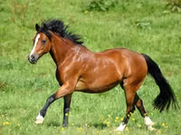 母马, Horse breed — 照片 4