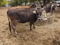 Vache, Race brune des Carpates — photo 3