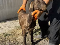 Chèvre, Kamori goats — photo 2