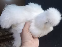 Chickens — फ़ोटो 1