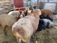 Ram, Arashan sheep — photo 2