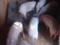 Cerdos (lote, sexo no especificado) — foto 3