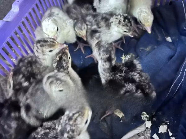 Turkeys